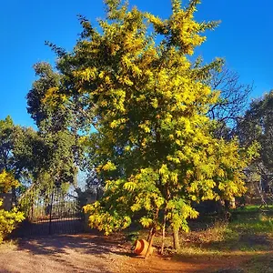 La Viriñuela Galaroza